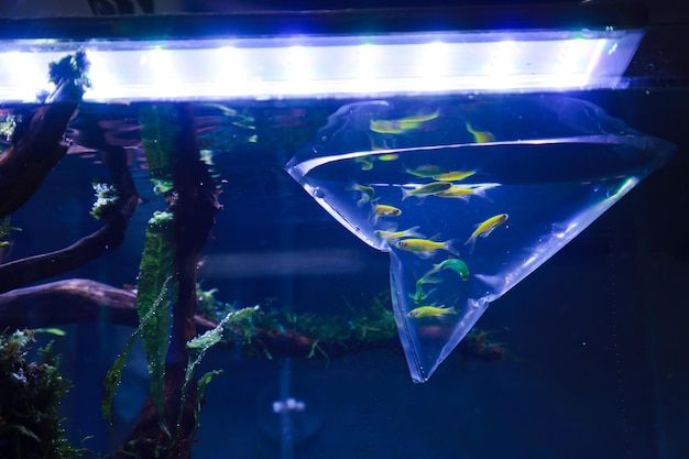 Jakie oświetlenie wybrać do akwarium 30l?