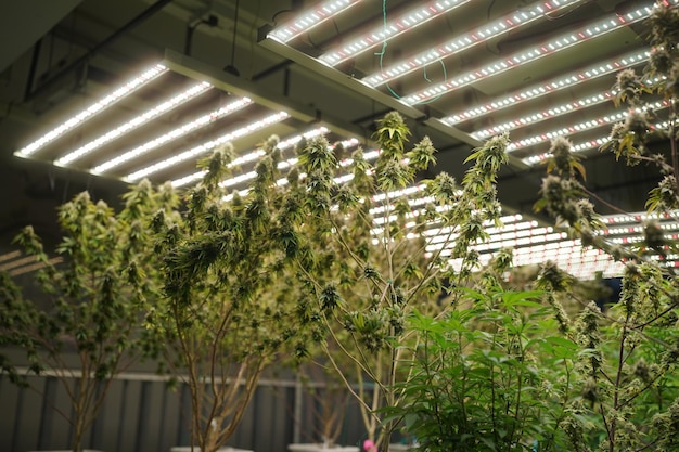 Jakie lampy do szklarni sprawdzą się najlepiej?