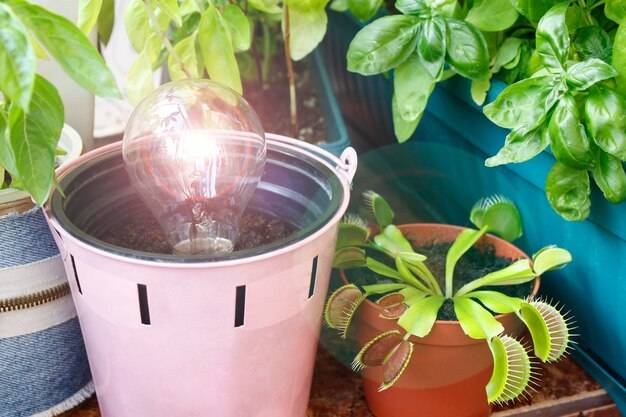 Jaka barwa światła dla roślin rzeczywiście się sprawdza?