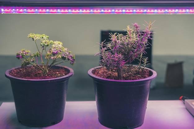 Jaka żarówka do uprawy roślin sprawdzi się najlepiej?