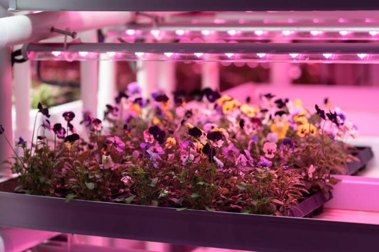 Jaki led do growboxa wybrać dla zdrowych roślin?